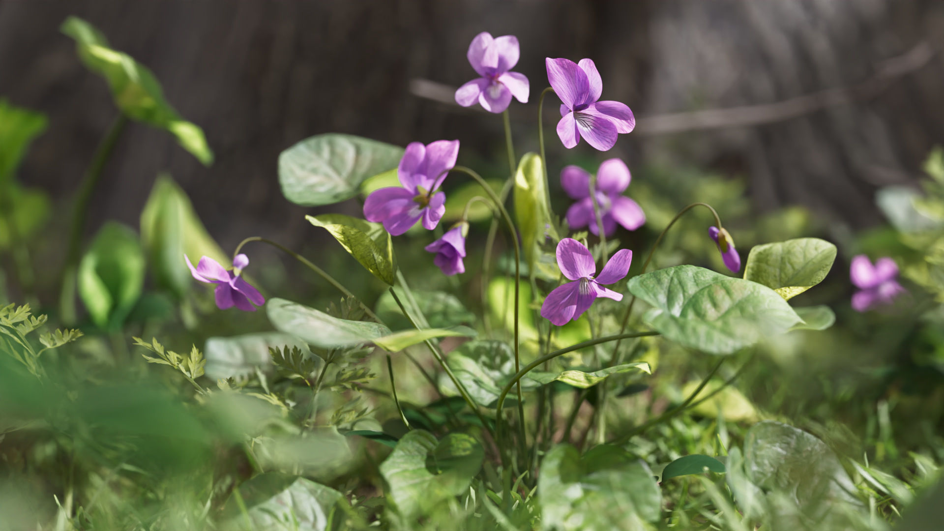 Sweet violet Low-poly 3D model_1