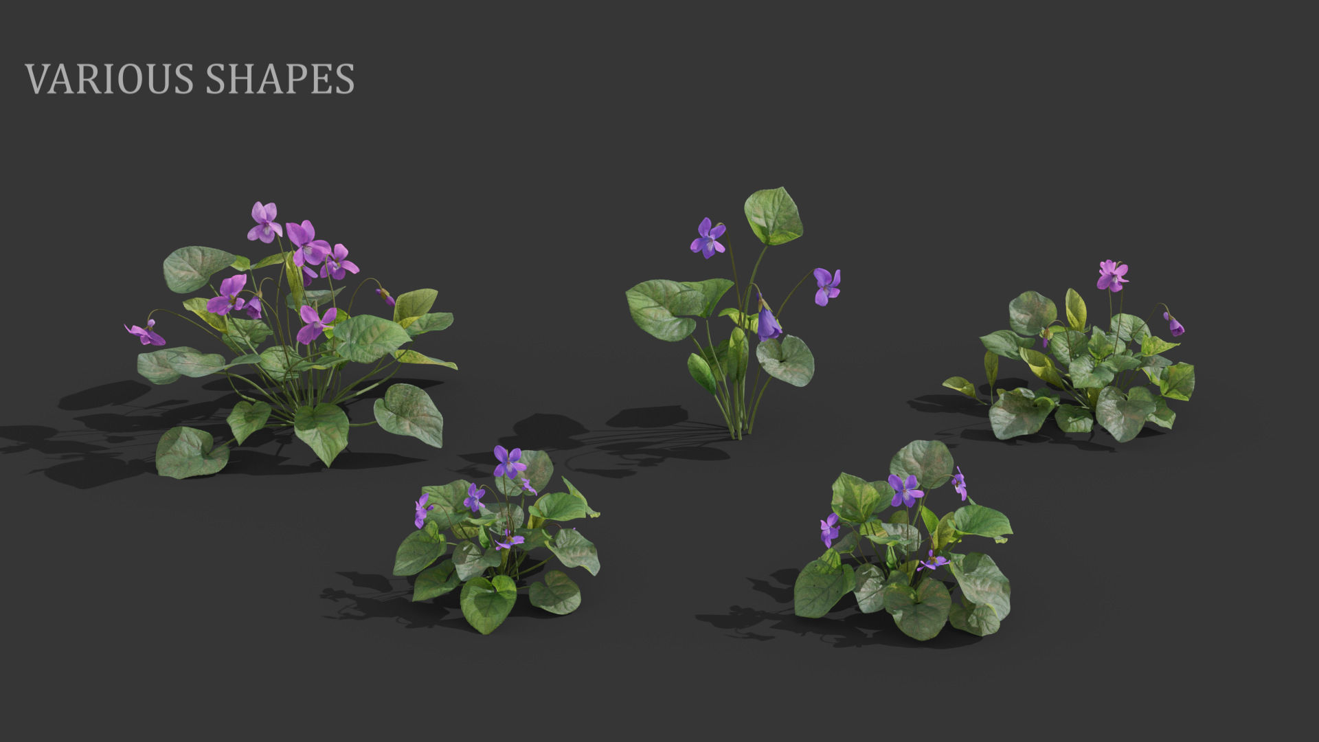 Sweet violet Low-poly 3D model_3