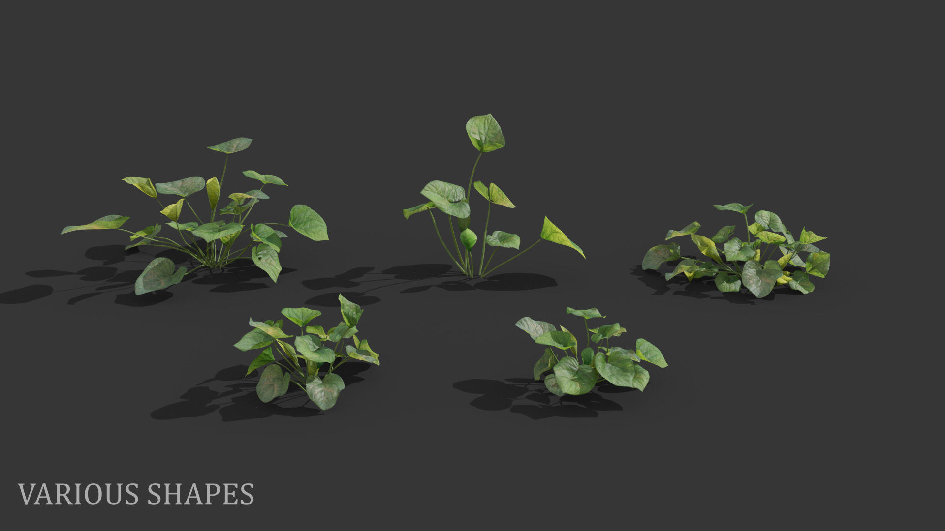 Sweet violet Low-poly 3D model_4