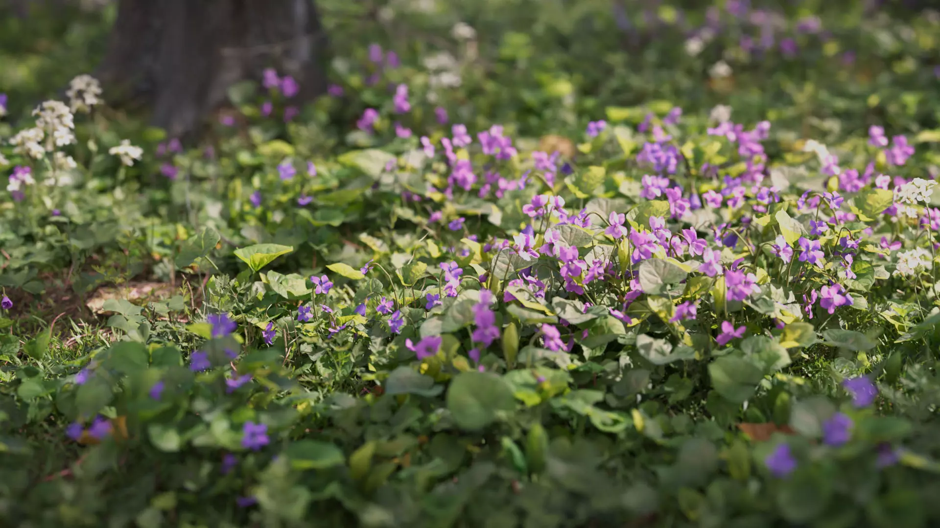 Sweet violet Low-poly 3D model_0