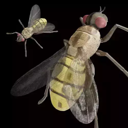 Housefly fully rigged low poly Low-poly 3D model
