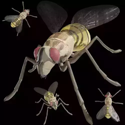 Housefly fully rigged low poly Low-poly 3D model