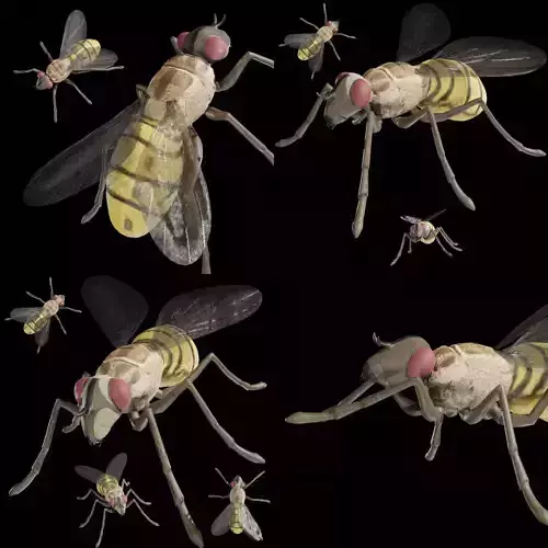 Housefly Collection fully rigged low poly  