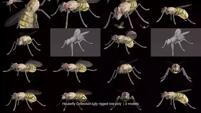 Housefly Collection fully rigged low poly 