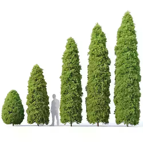 Golden oriental arborvitae Nr1 Five sizes 2-6m 3D model