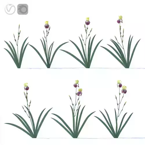 Purple-yellow irises