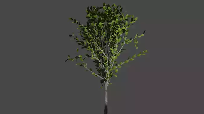Pohon Mangga 3D model