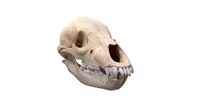 Skull - Bear