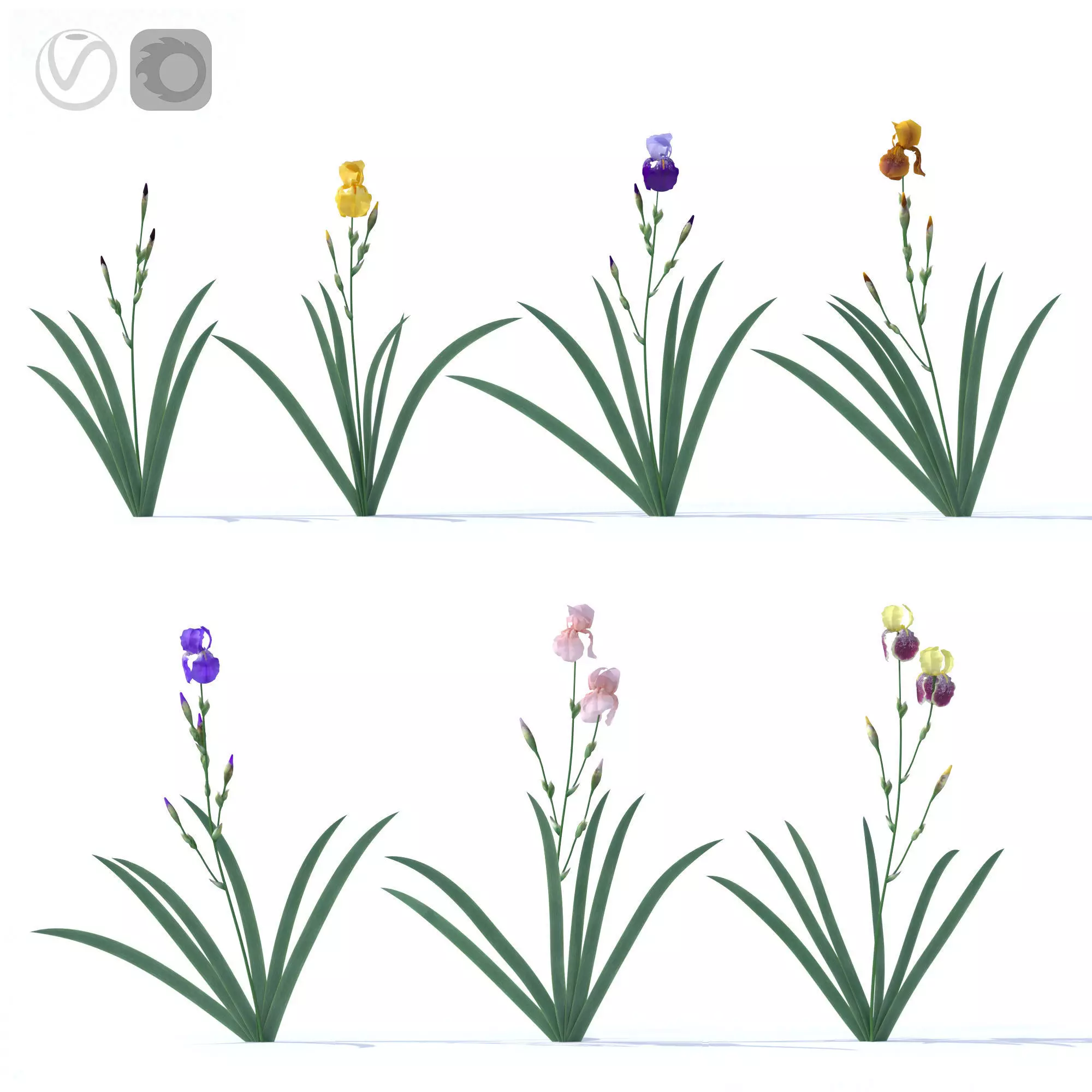 Irises 7 colors 3D model