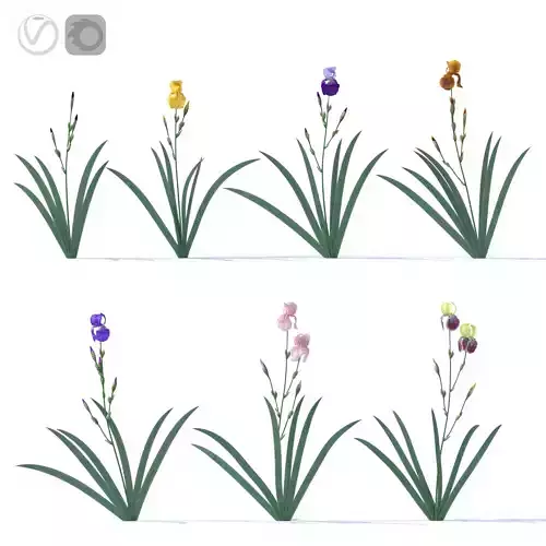 Irises 7 colors