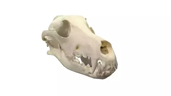 Skull - Dog