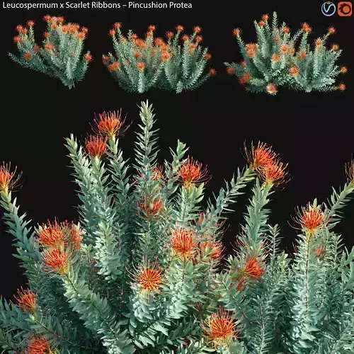 Leucospermum - Scarlet Ribbons - Pincushion Protea - 02