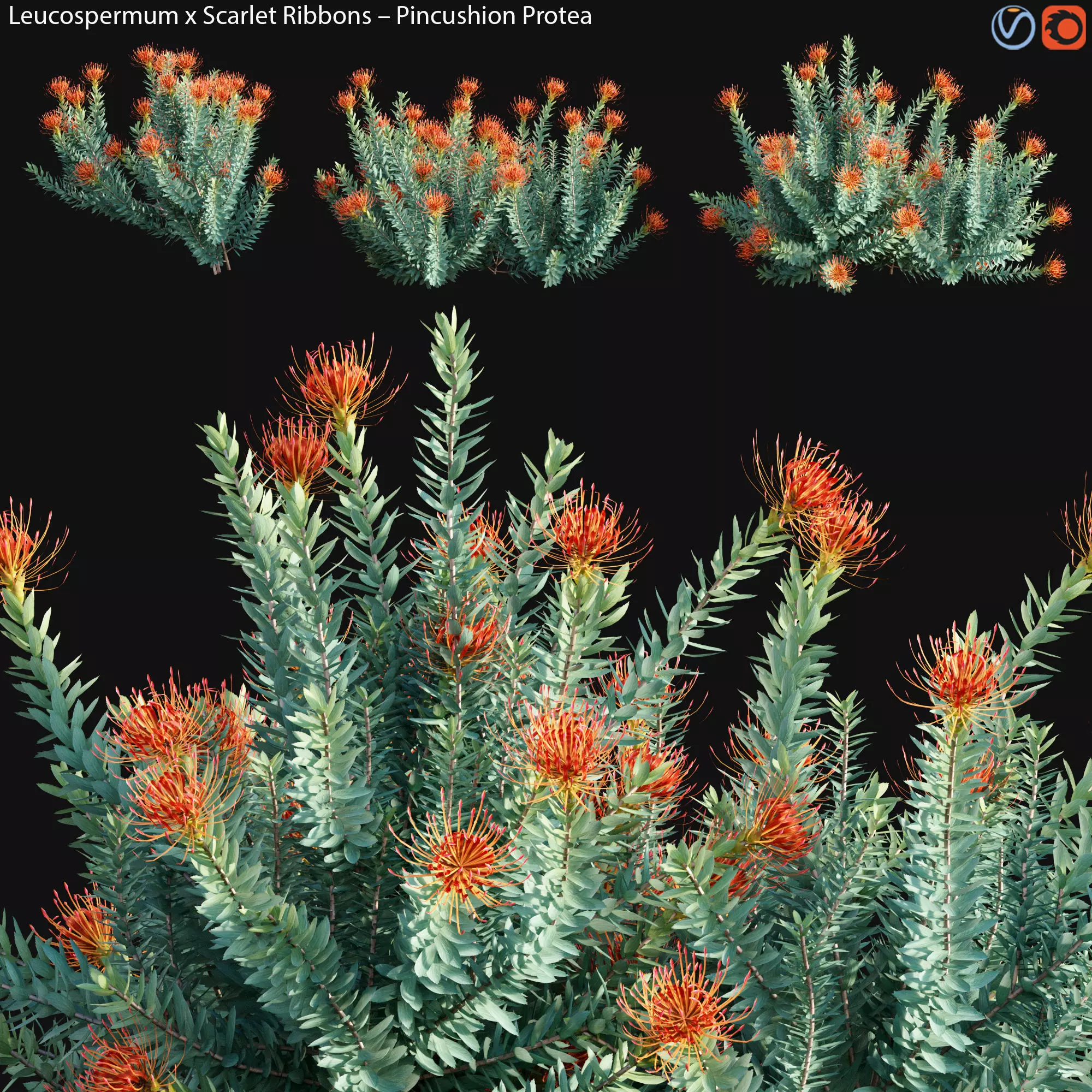 Leucospermum - Scarlet Ribbons - Pincushion Protea - 02 3D model