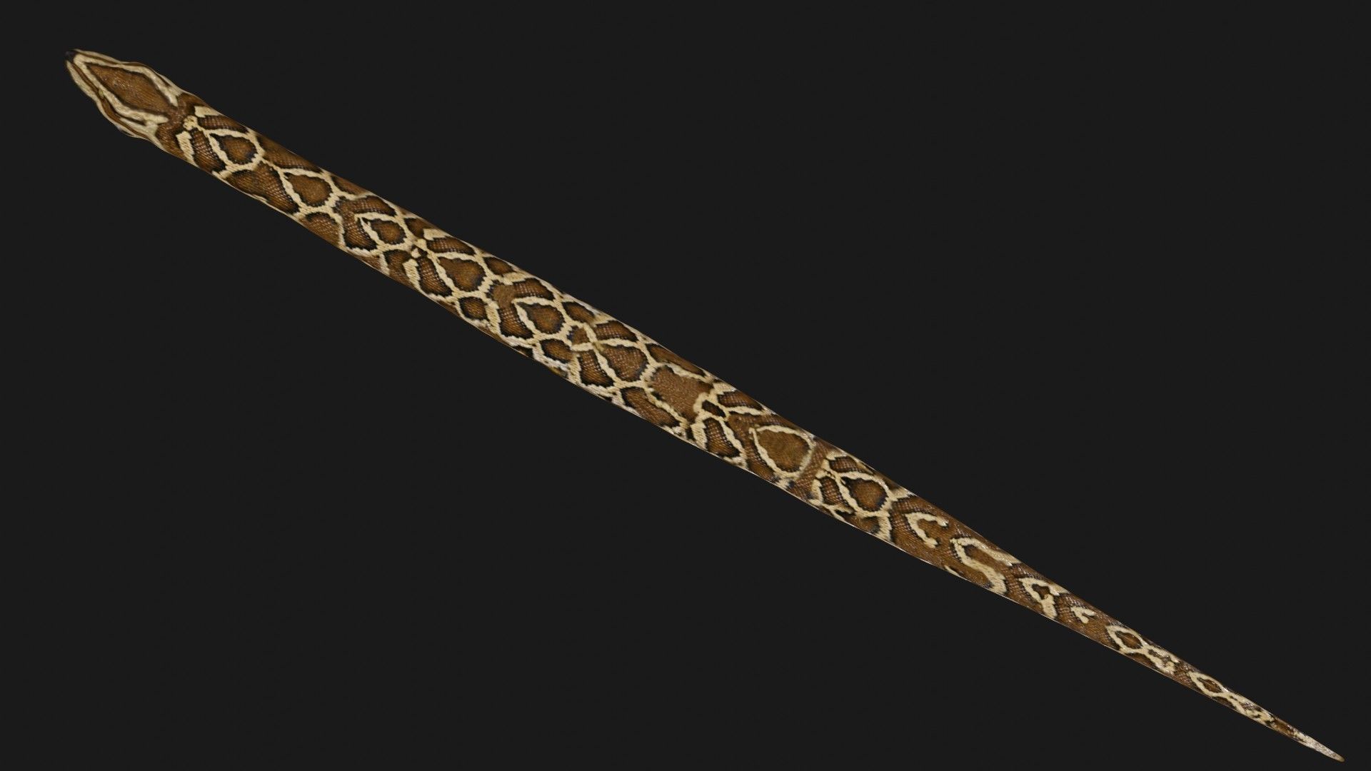 Python snake Low-poly 3D model_4