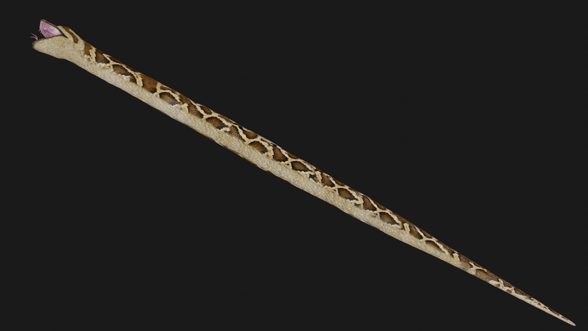 Python snake Low-poly 3D model_5