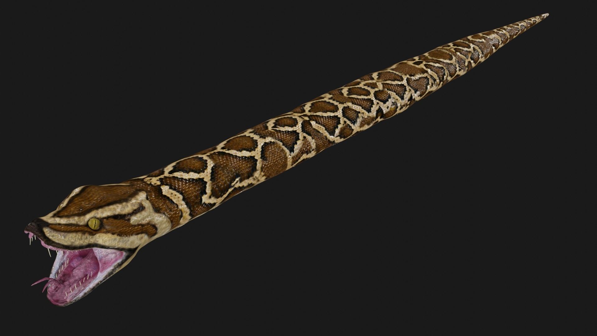 Python snake Low-poly 3D model_6