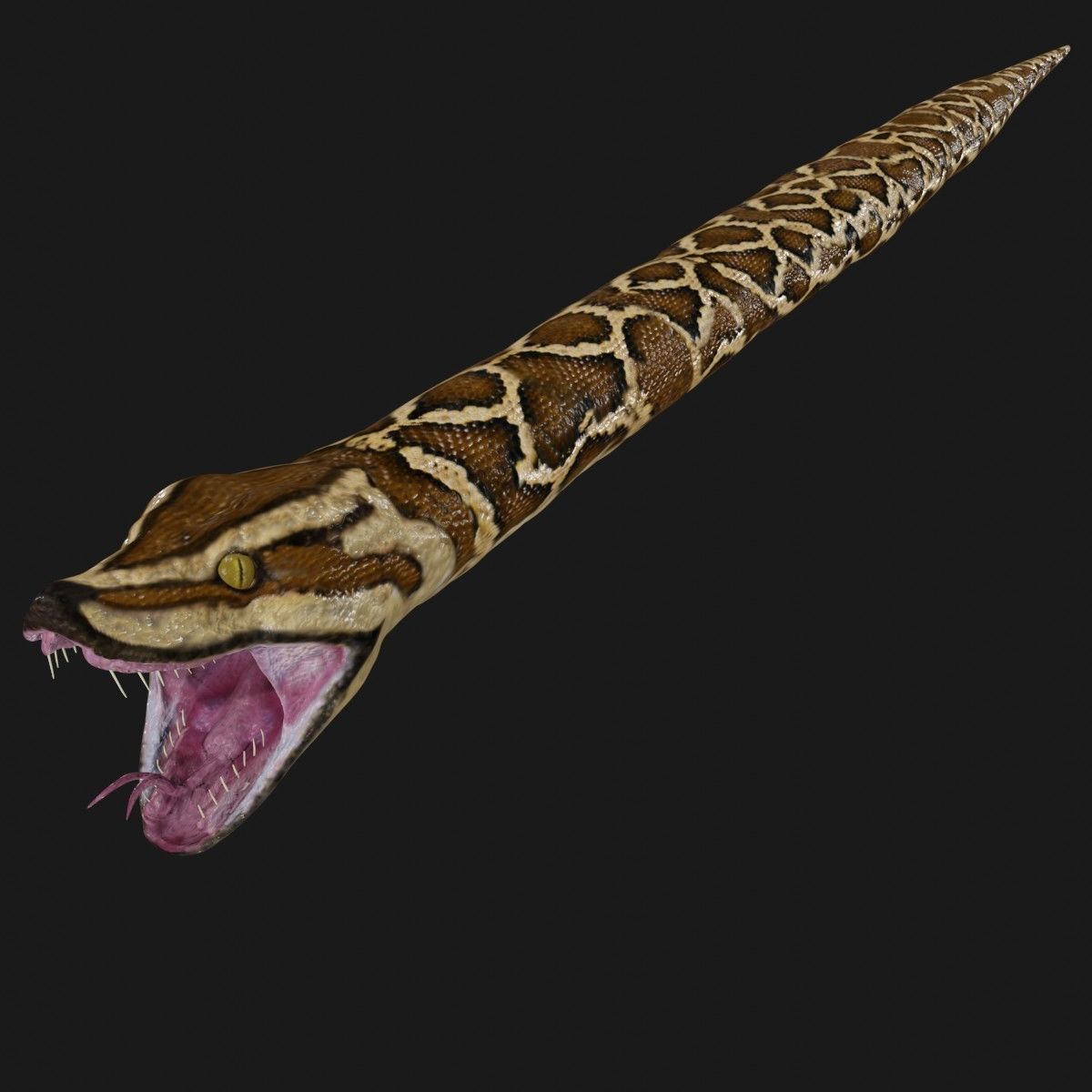 Python snake Low-poly 3D model_2
