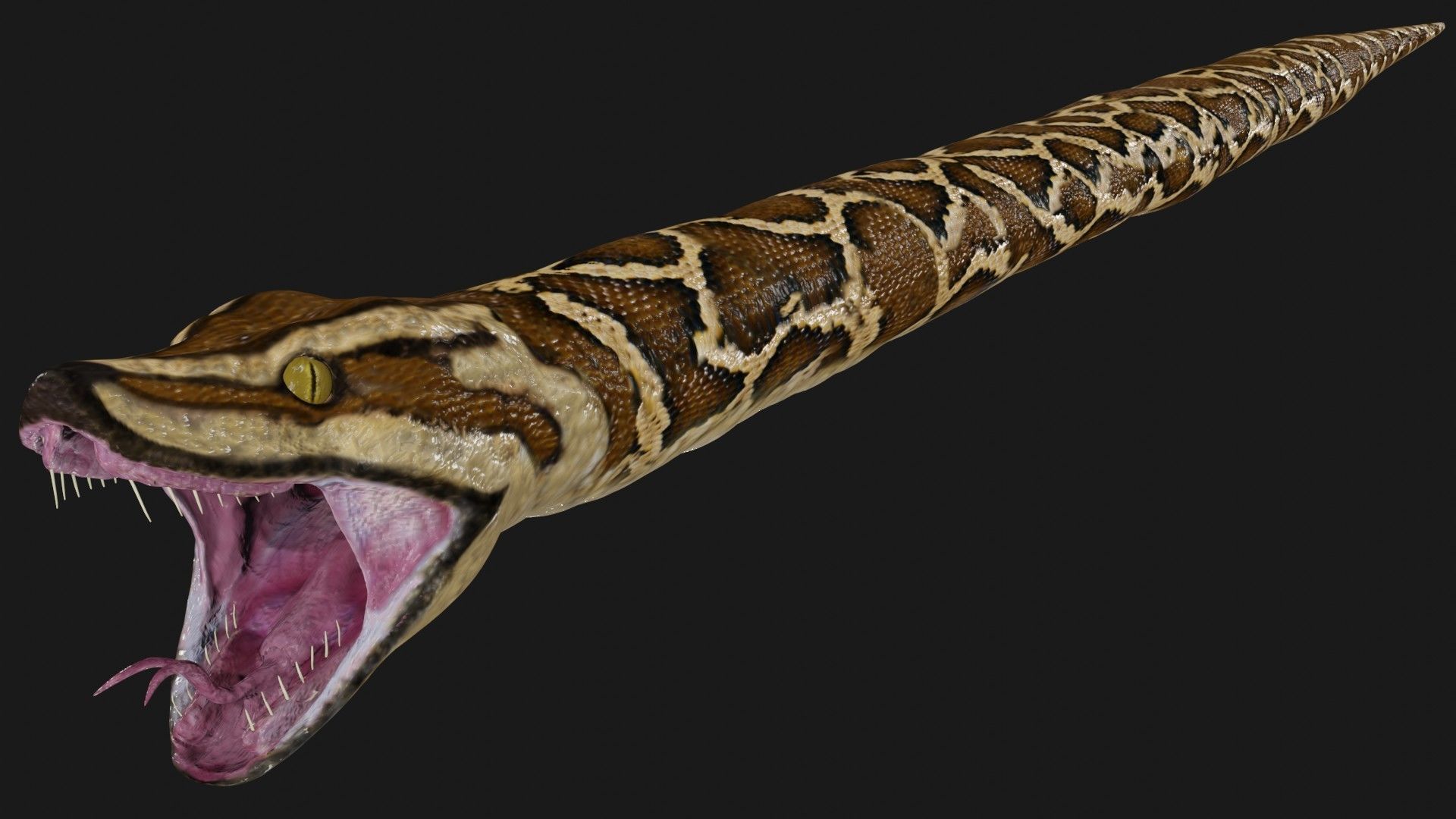 Python snake Low-poly 3D model_3