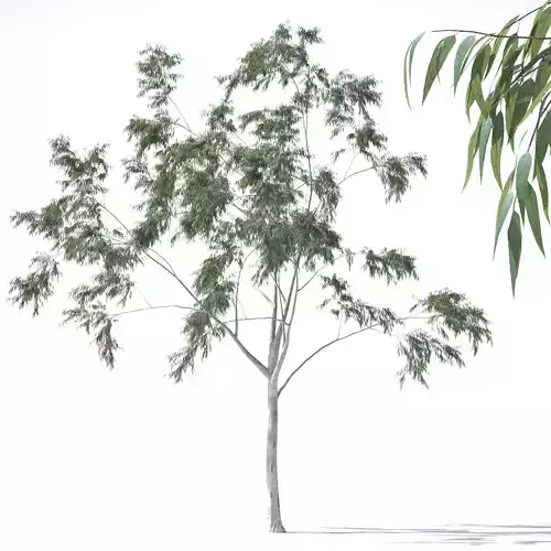 Eucalyptus Pauciflora tree 1