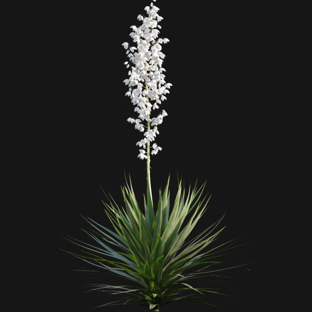 Yucca gloriosa - Mound Lily - YuccaSpanish - DaggerSpanish - 01 3D model_3
