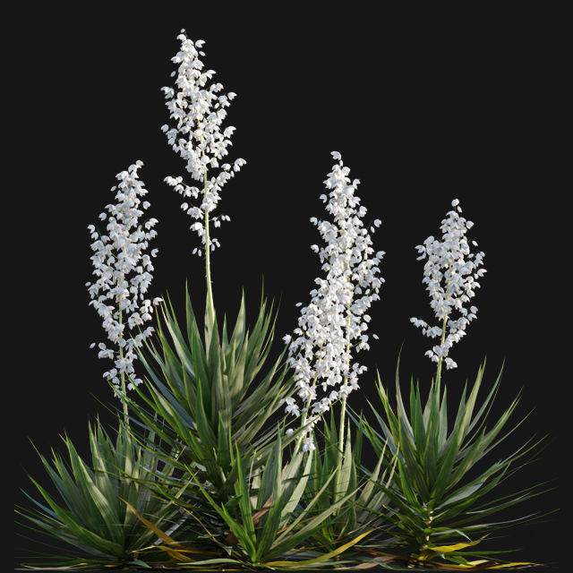Yucca gloriosa - Mound Lily - YuccaSpanish - DaggerSpanish - 01 3D model_5