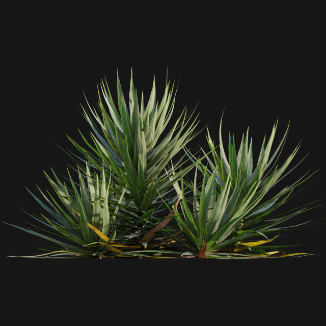 Yucca gloriosa - Mound Lily - YuccaSpanish - DaggerSpanish - 01 3D model_4