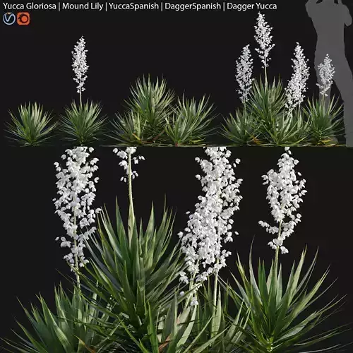 Yucca gloriosa - Mound Lily - YuccaSpanish - DaggerSpanish - 01 3D model