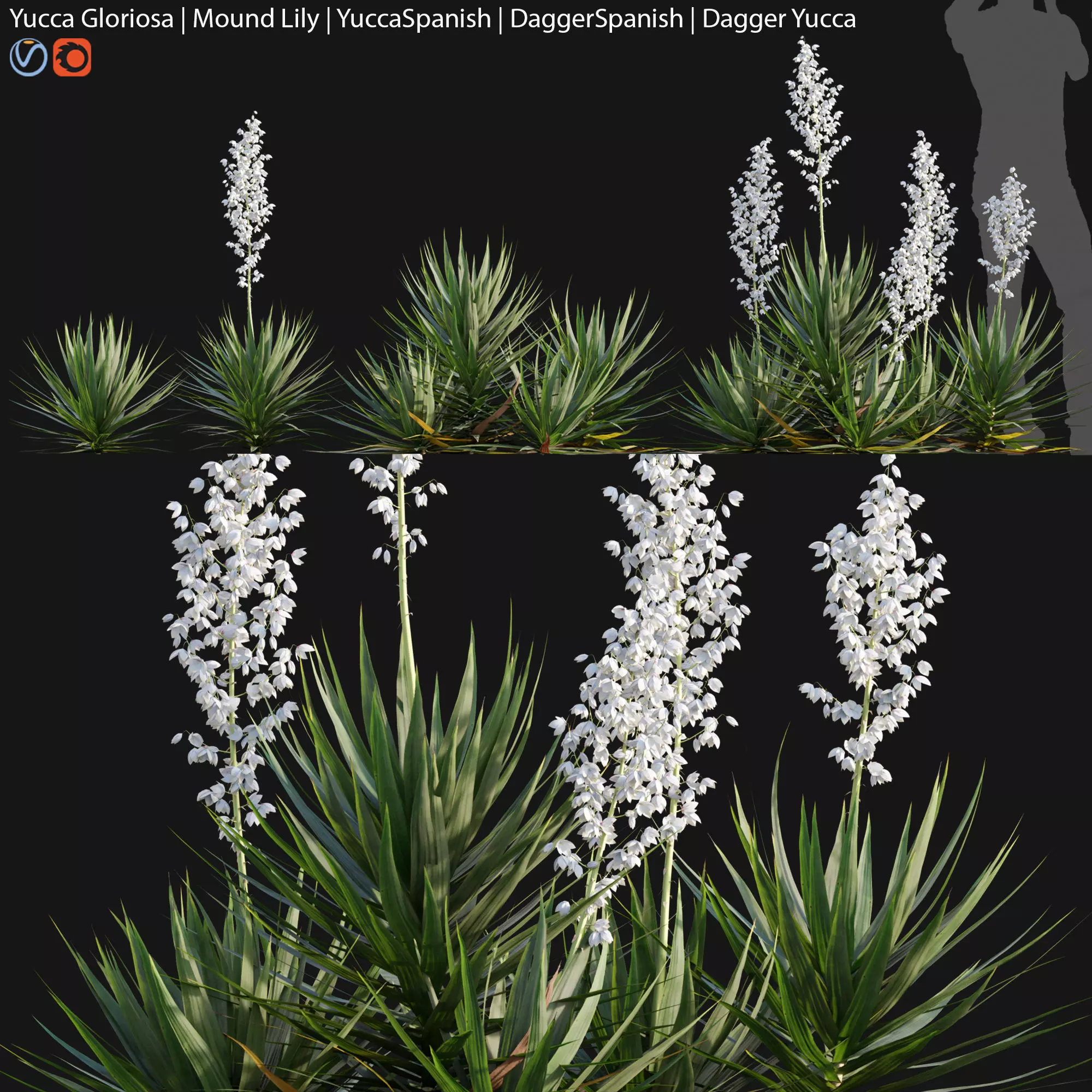 Yucca gloriosa - Mound Lily - YuccaSpanish - DaggerSpanish - 01 3D model_0