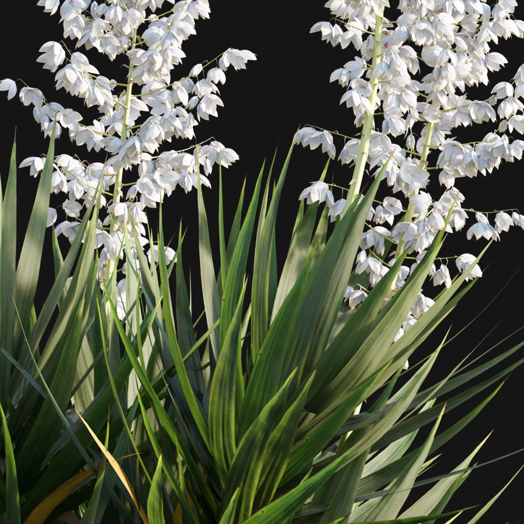 Yucca gloriosa - Mound Lily - YuccaSpanish - DaggerSpanish - 01 3D model_6