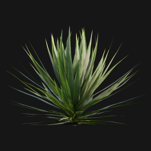 Yucca gloriosa - Mound Lily - YuccaSpanish - DaggerSpanish - 01 3D model_2