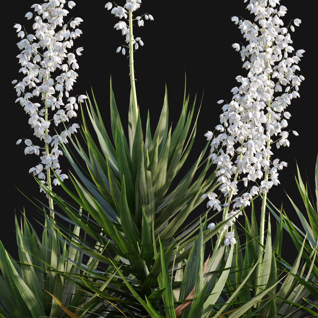 Yucca gloriosa - Mound Lily - YuccaSpanish - DaggerSpanish - 01 3D model_1