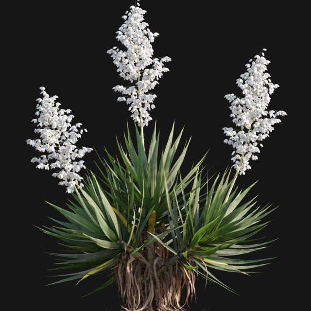 Yucca gloriosa - Mound Lily - YuccaSpanish - Dagger Yucca - 02 3D model_4
