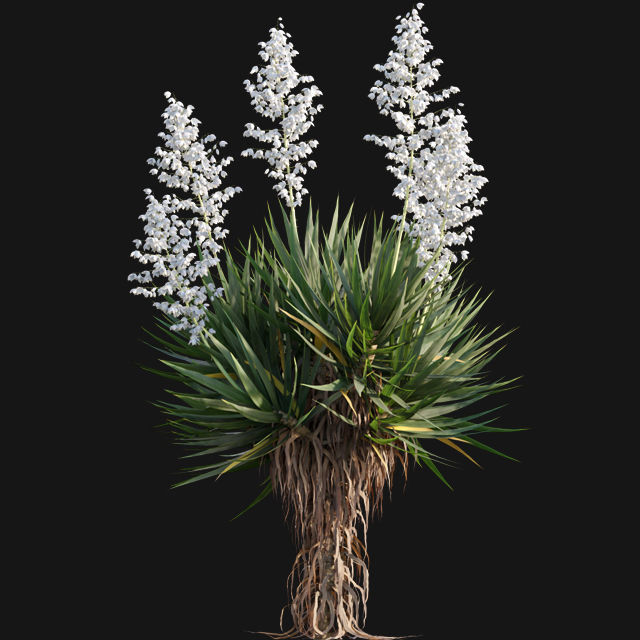 Yucca gloriosa - Mound Lily - YuccaSpanish - Dagger Yucca - 02 3D model_3