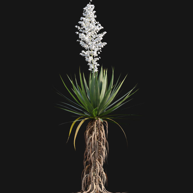Yucca gloriosa - Mound Lily - YuccaSpanish - Dagger Yucca - 02 3D model_2