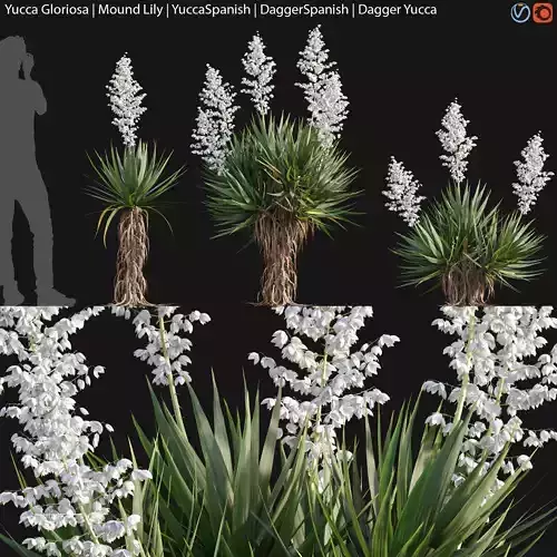 Yucca gloriosa - Mound Lily - YuccaSpanish - Dagger Yucca - 02