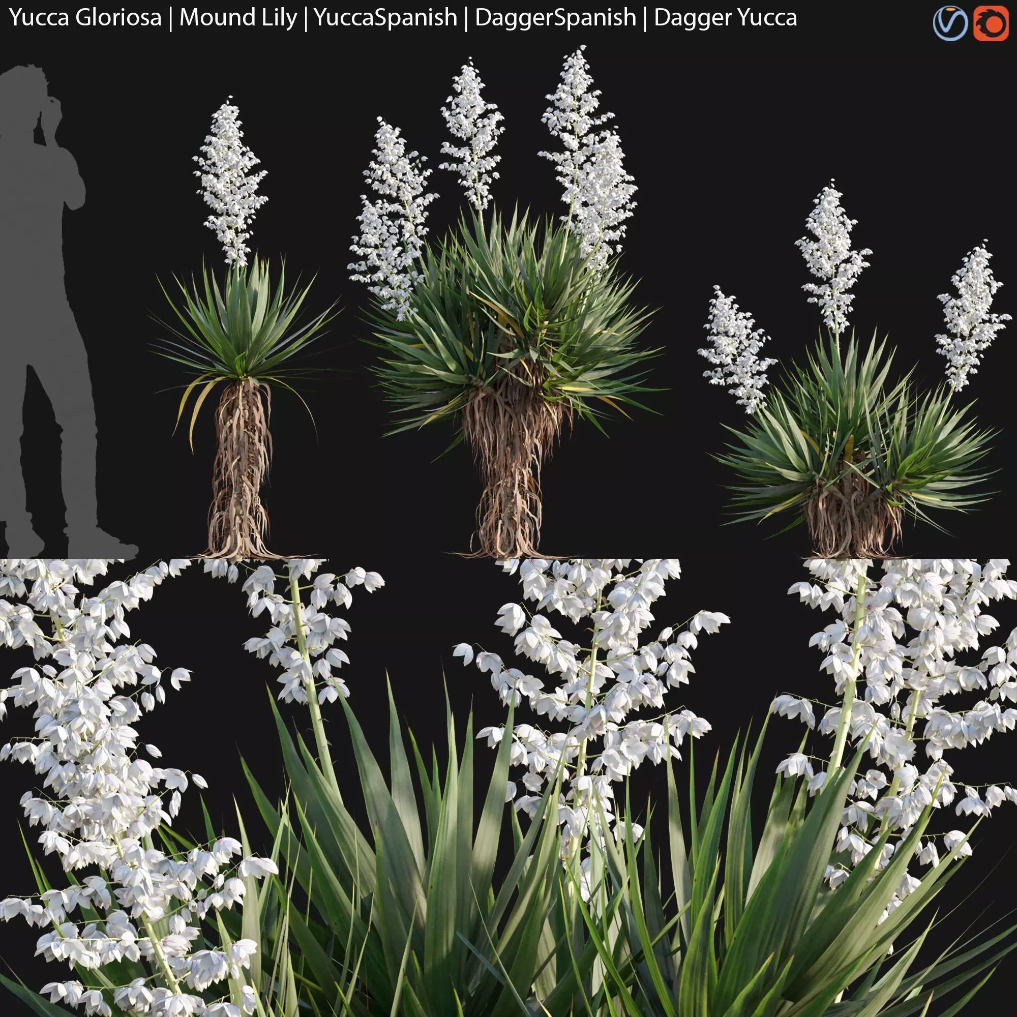 Yucca gloriosa - Mound Lily - YuccaSpanish - Dagger Yucca - 02 3D model_0