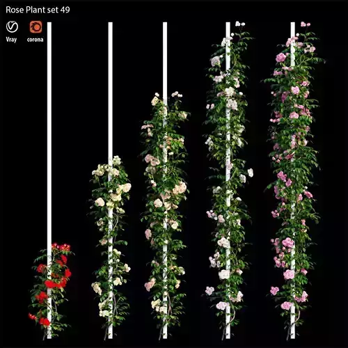 Rose plant set 49 3D model