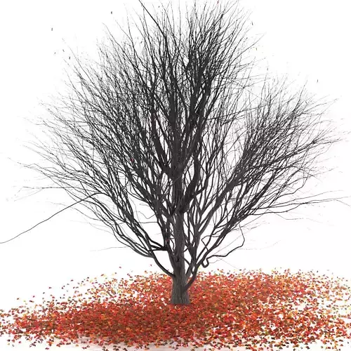 Platanus -winter 3D model