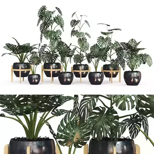 palm indoor plant bundle