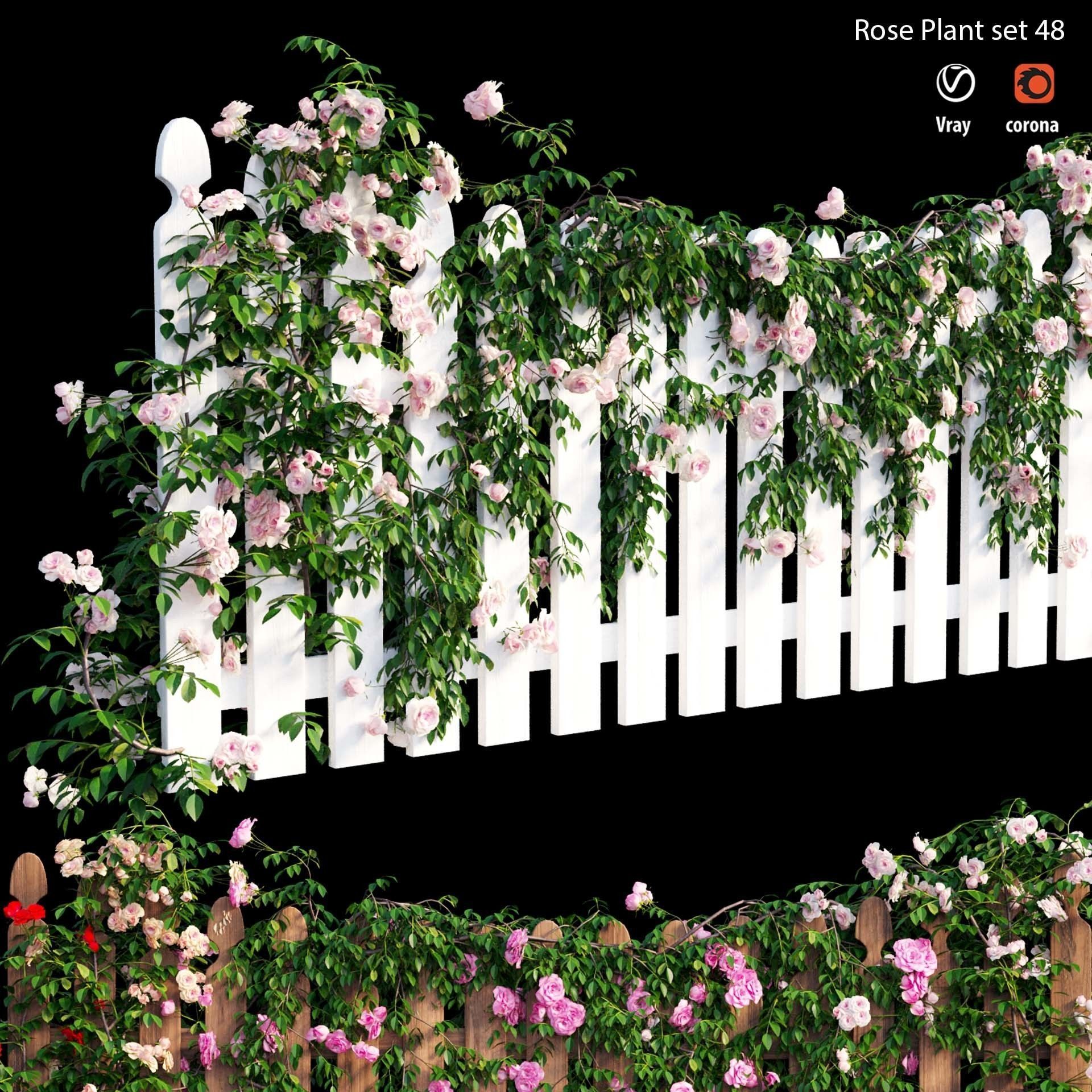 Rose plant set 48  3D model_5