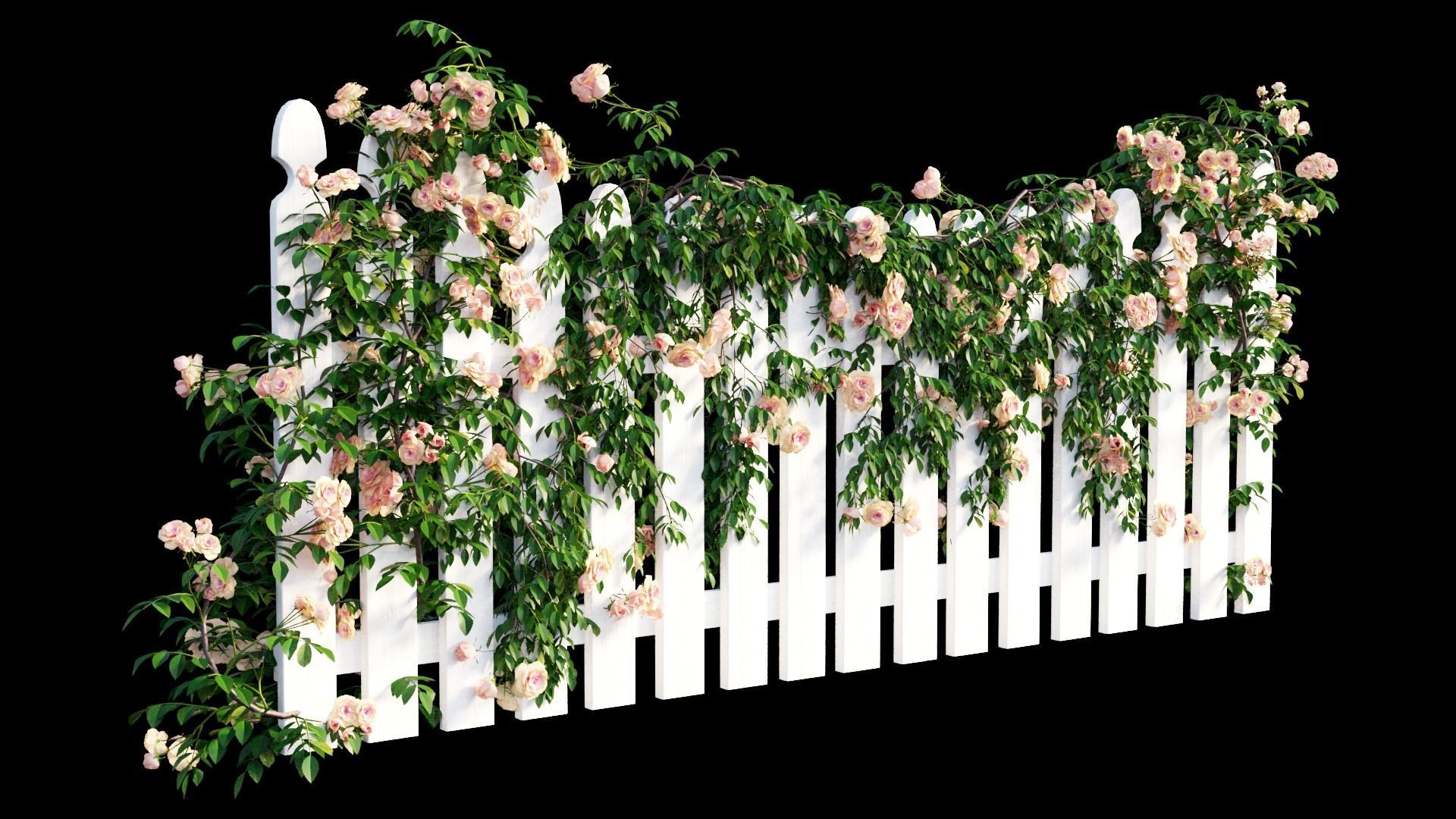 Rose plant set 48  3D model_23