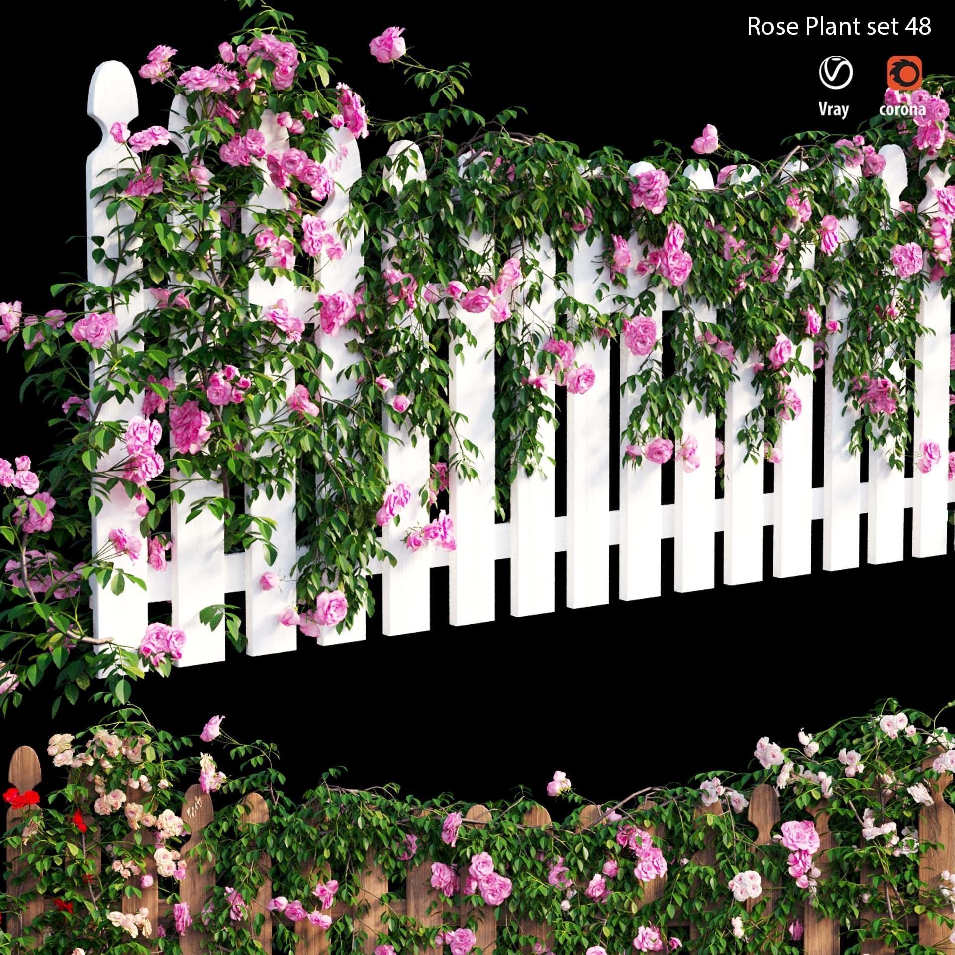 Rose plant set 48  3D model_4