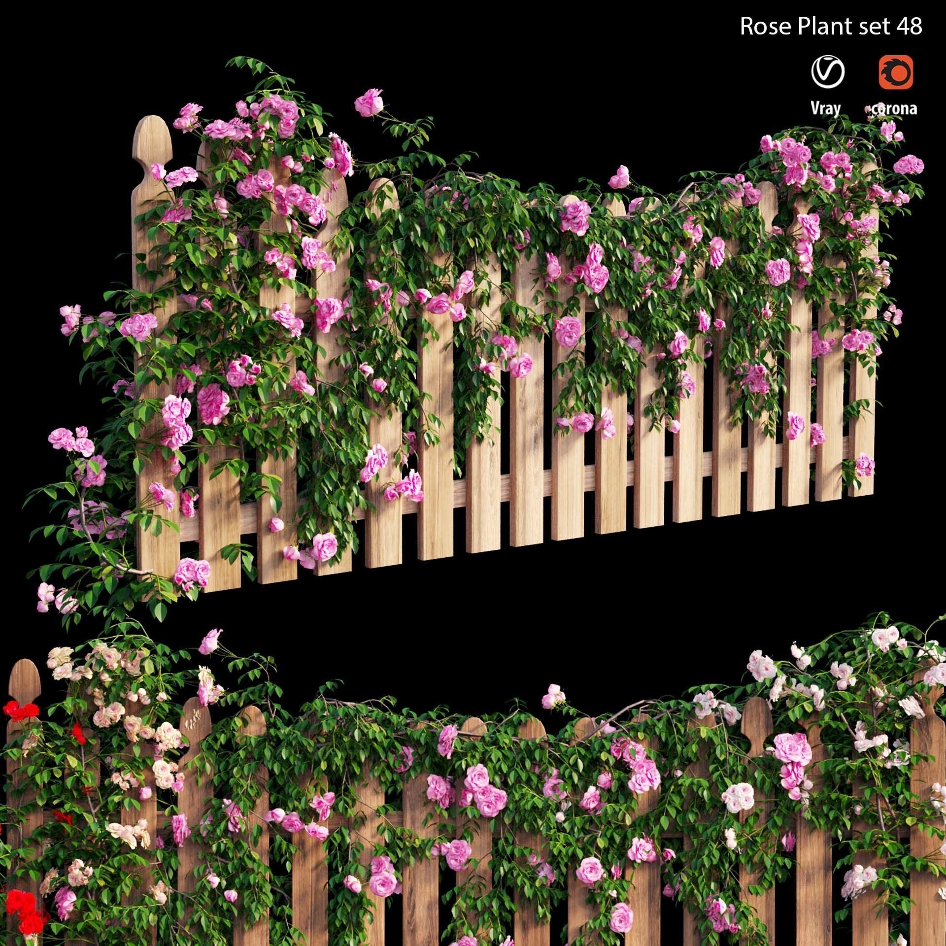 Rose plant set 48  3D model_3