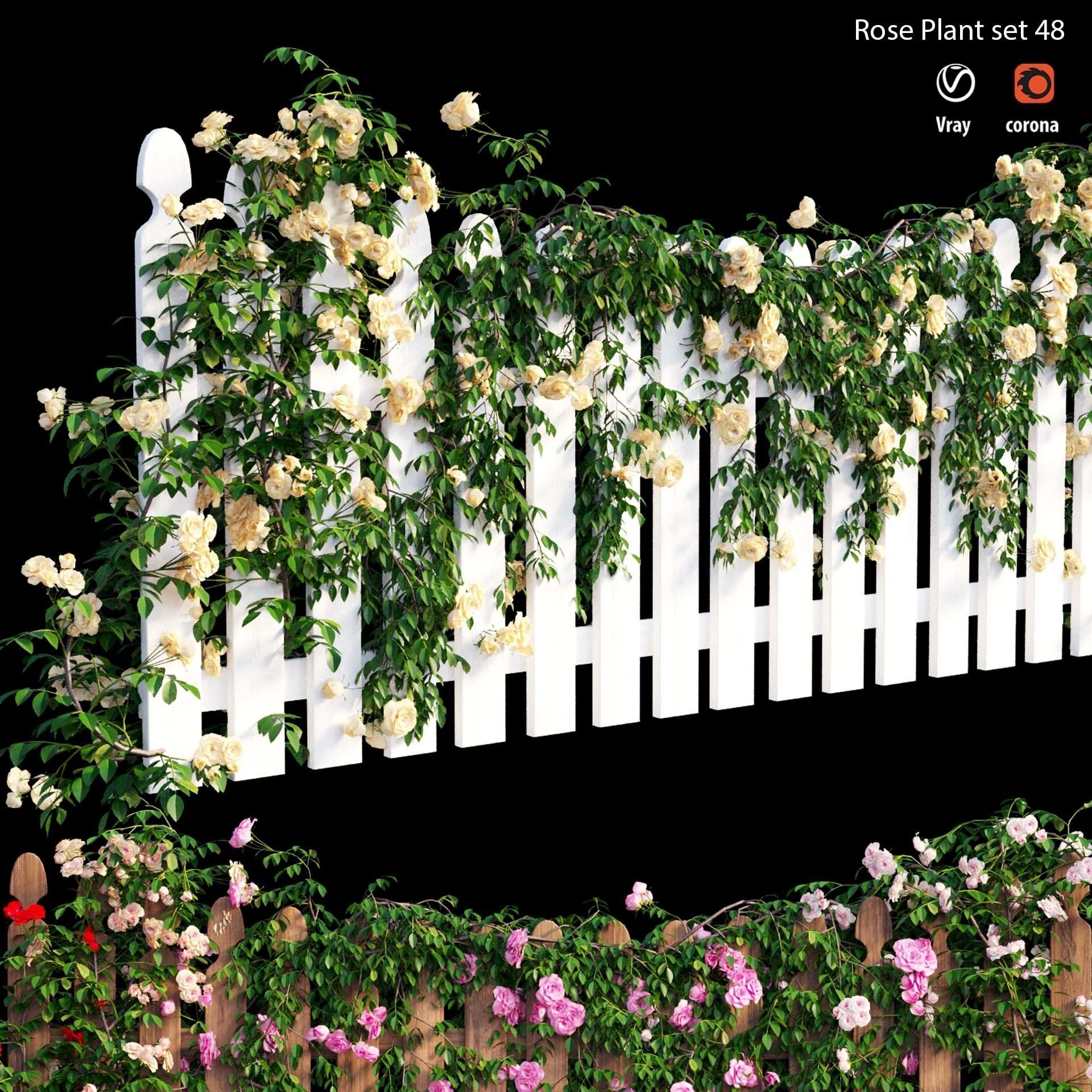 Rose plant set 48  3D model_8