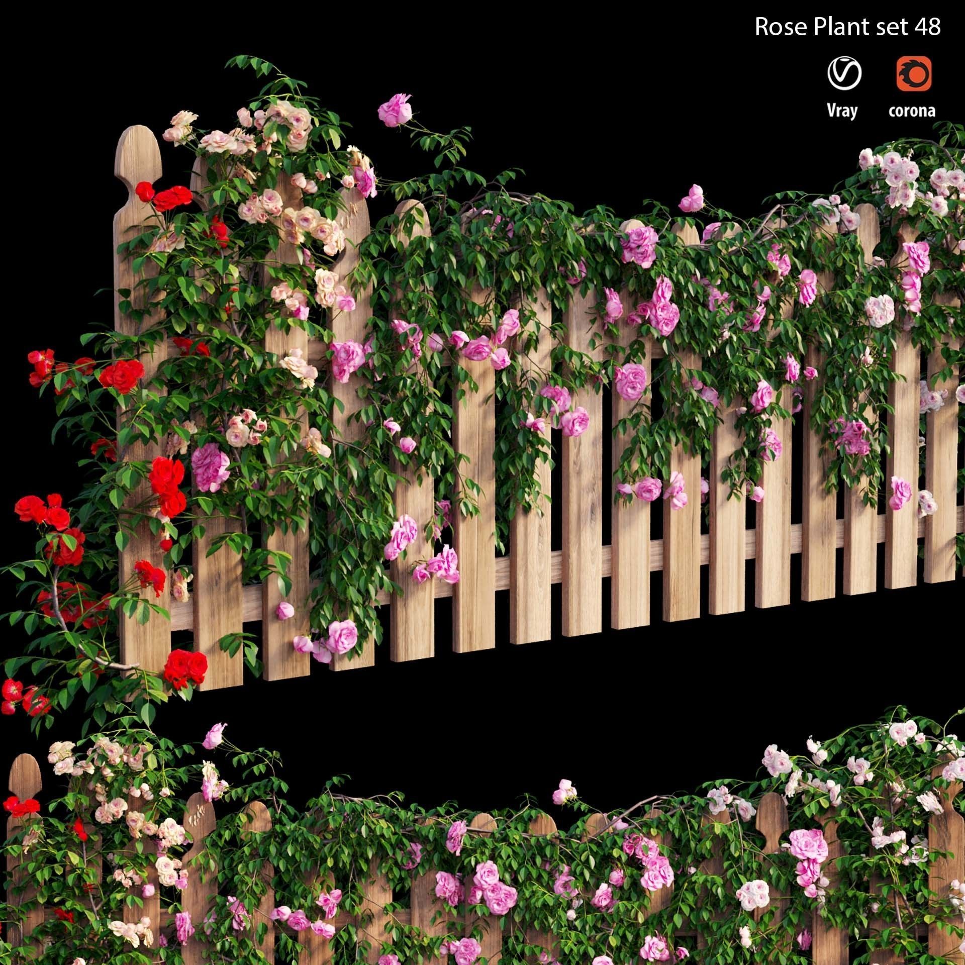 Rose plant set 48  3D model_9