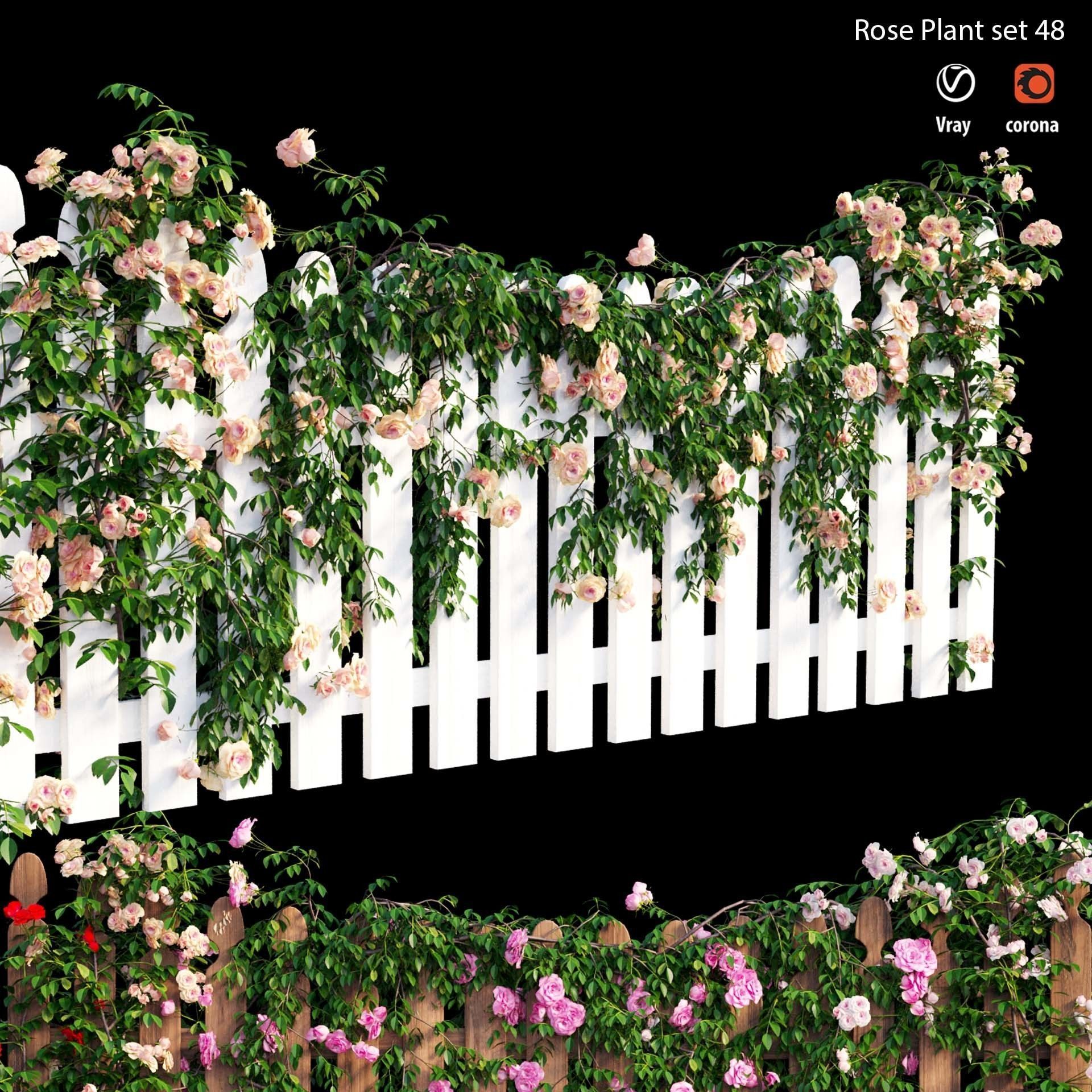 Rose plant set 48  3D model_6