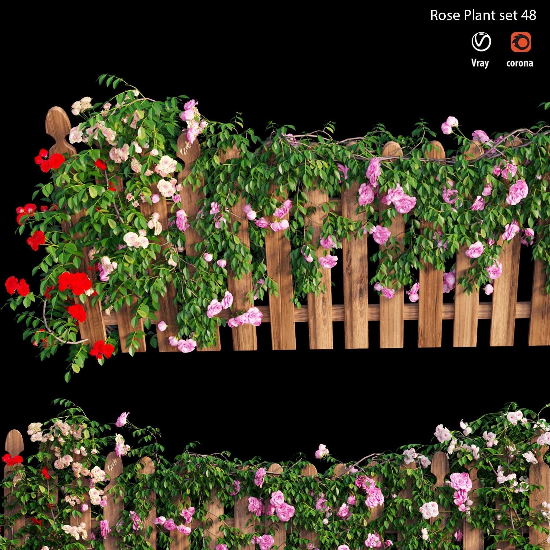 Rose plant set 48  3D model_10