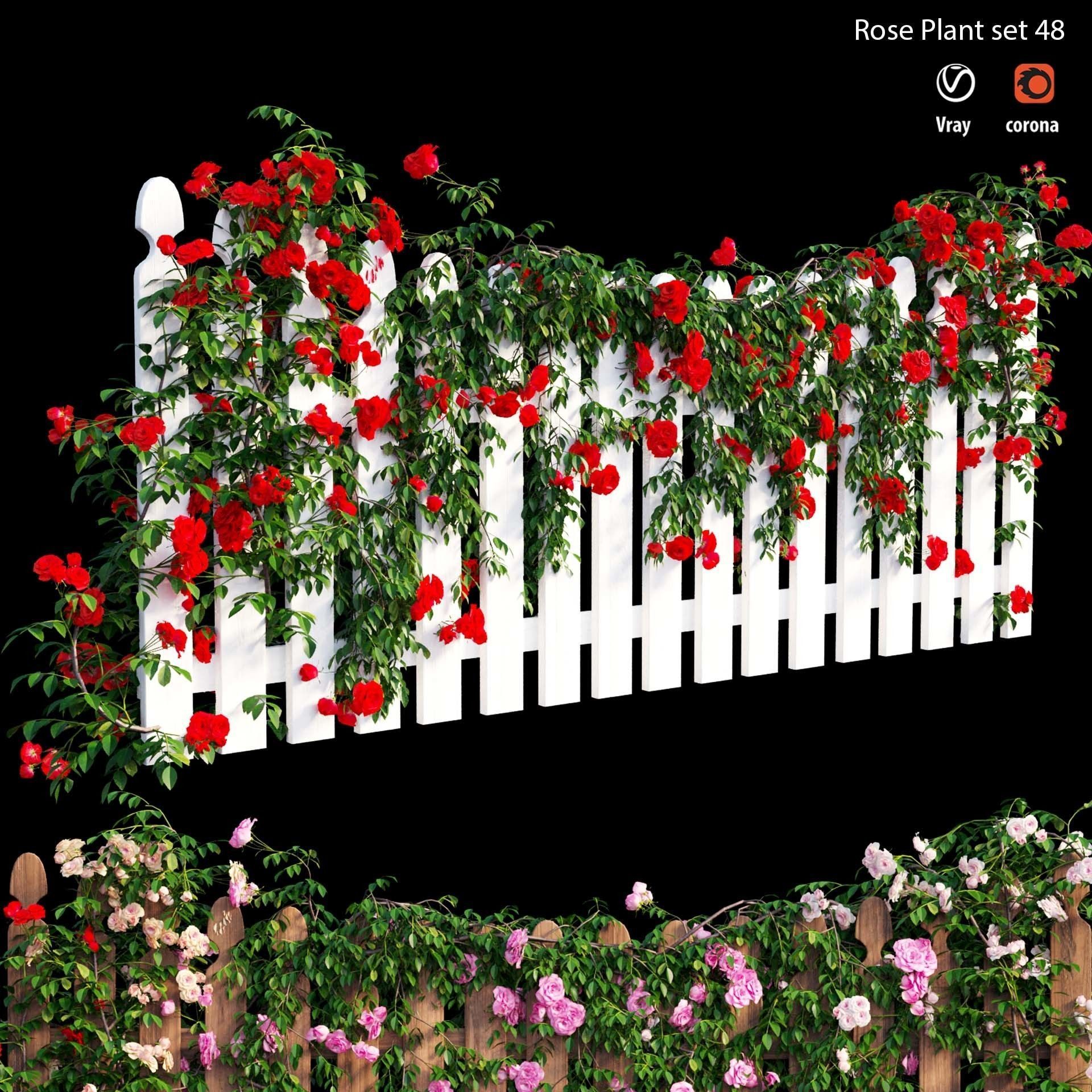 Rose plant set 48  3D model_7