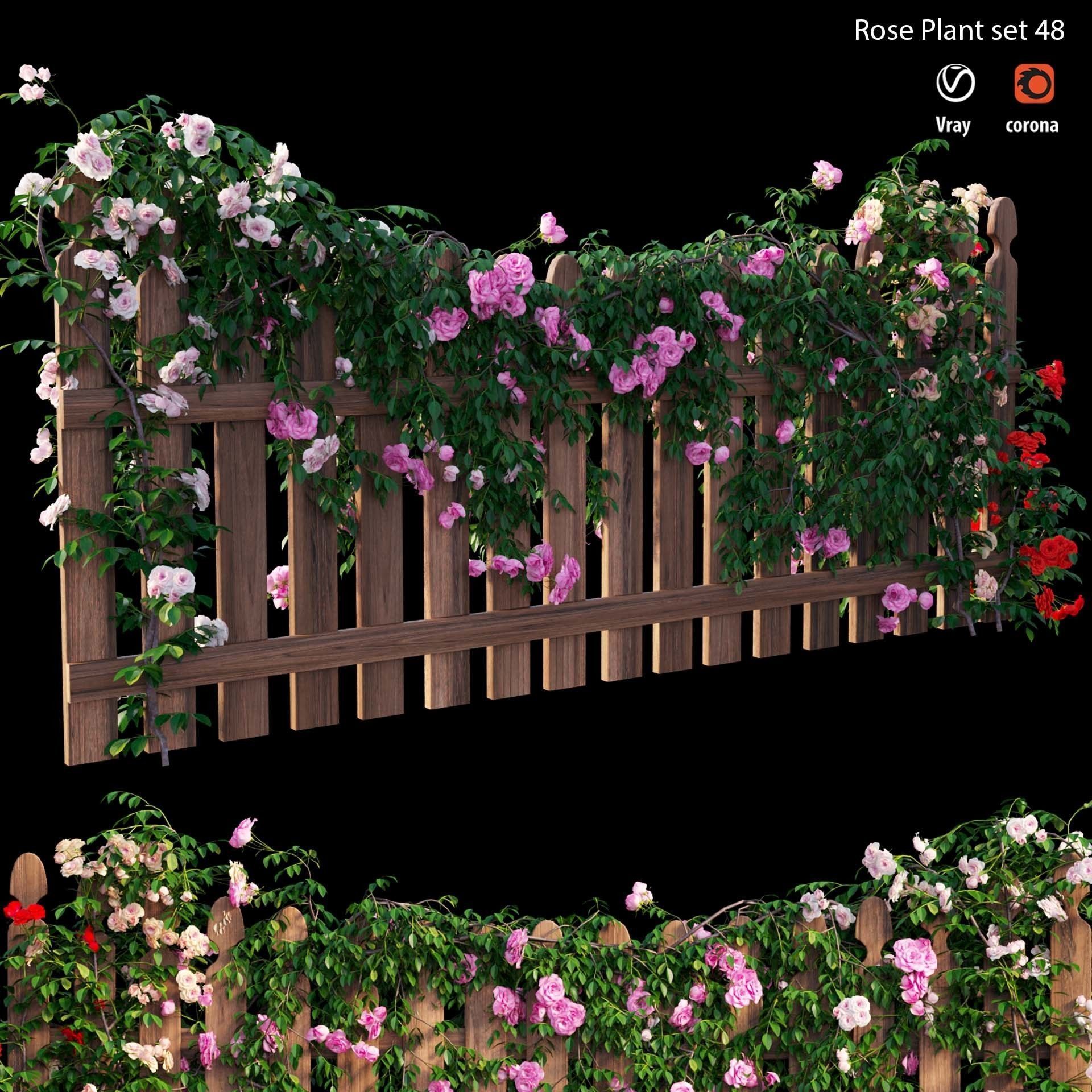 Rose plant set 48  3D model_11