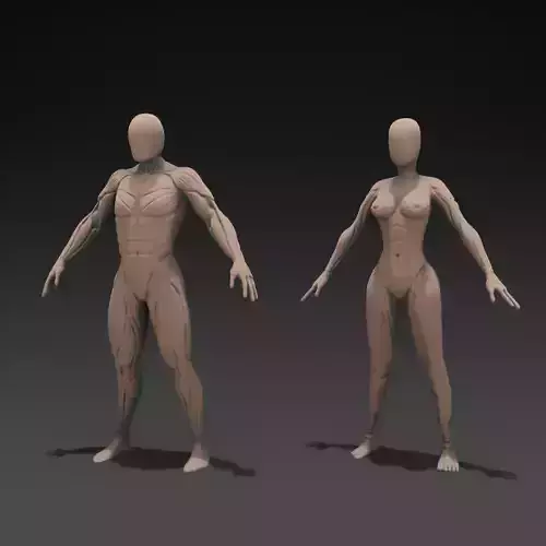 Human Anatomy Sculpt